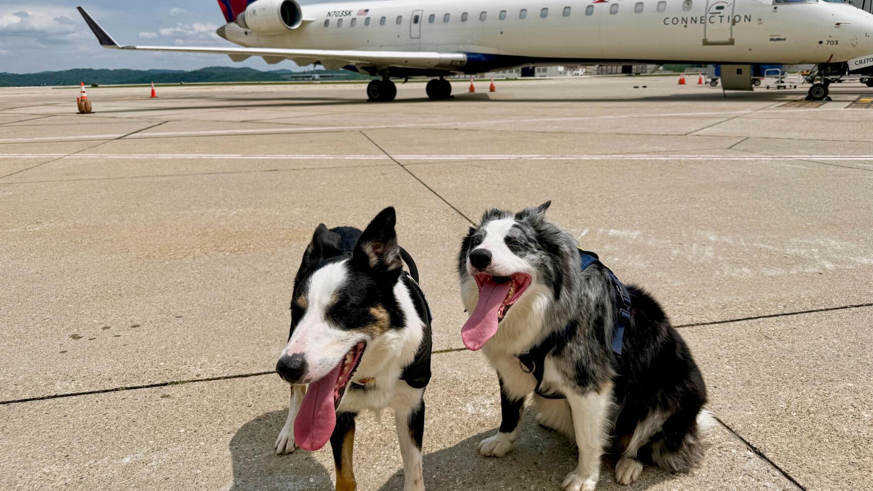 Meet Hercules and Ned, the border collies fending off wildlife at West Virginia's busiest airport